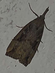 Hypena rostralis