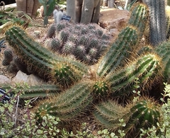 Echinopsis