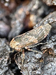 Eurymeloides adspersa