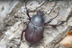 Dicronocephalus adamsi