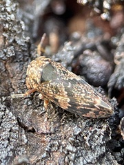 Eurymeloides adspersa