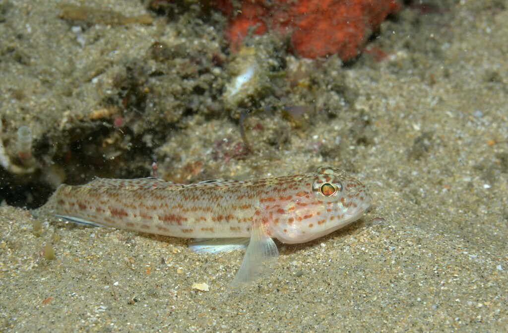 Redspotted goby (Gobius rubropunctatus) — Gobiidae