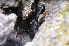 Serrognathus titanus castanicolor