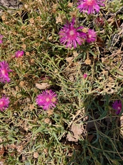 Delosperma cooperi
