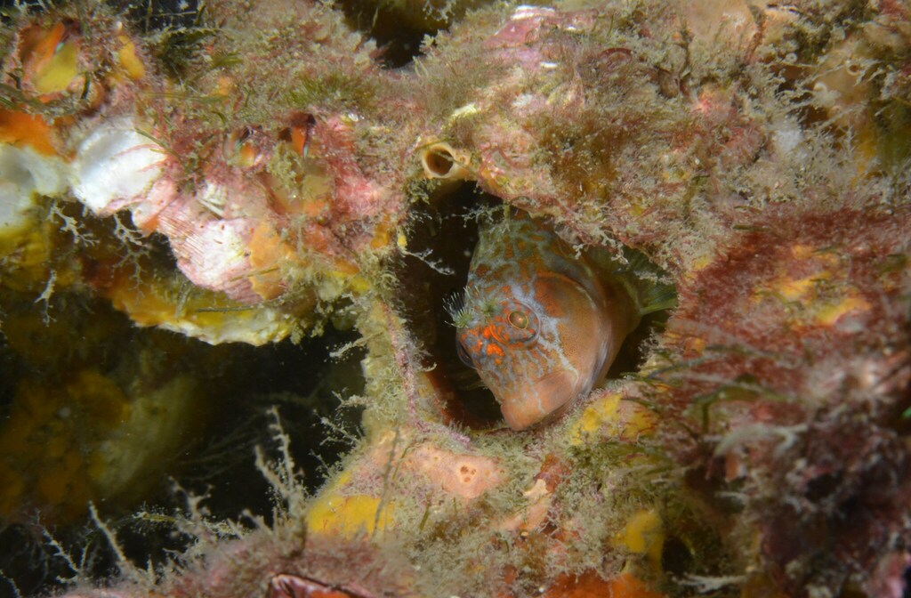 Oyster Blenny