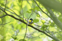 Ficedula zanthopygia