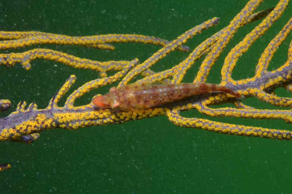 Sao Tome Coral Clingfish