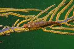 Image of Lecanogaster gorgoniphila