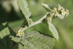 Sidastrum micranthum