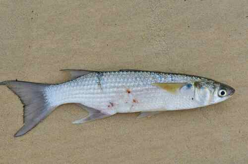 Sicklefin mullet (Liza falcipinnis) — Mugilidae — 2