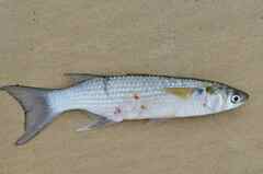 Mugilidae
