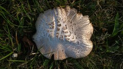 Agaricus campestris