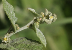 Sidastrum micranthum