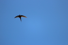 Cypsiurus parvus