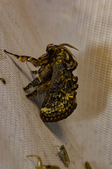 Limacodidae
