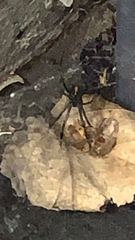 Latrodectus hesperus