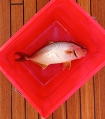 Seriola dumerili