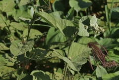 Sidastrum micranthum