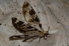 Lachlathetes moestus