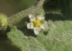 Sidastrum micranthum