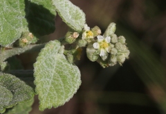 Sidastrum micranthum