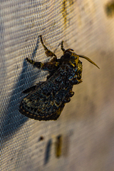 Limacodidae