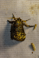 Limacodidae