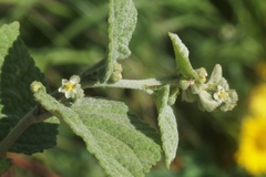 Sidastrum micranthum