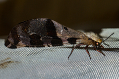 Lachlathetes moestus