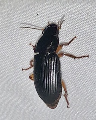 Pseudoophonus