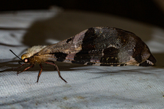 Lachlathetes moestus