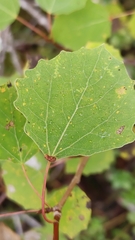 Eriophyes diversipunctatus