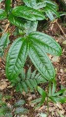 Ripogonum discolor