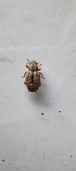 Strophosoma melanogrammum