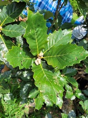 Quercus aliena