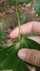Ripogonum discolor