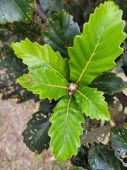 Quercus aliena