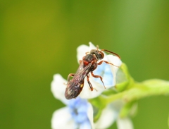 Nomada