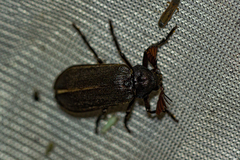 Rhipiceridae