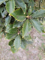 Quercus aliena