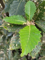 Quercus aliena
