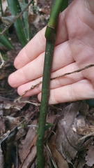 Ripogonum discolor