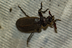 Rhipiceridae