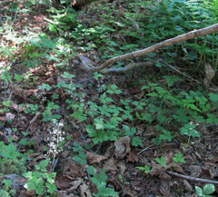 Tiarella trifoliata trifoliata