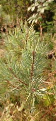 Pinaceae