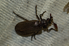 Rhipiceridae