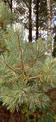 Pinaceae