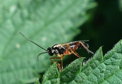 Syrphoctonus tarsatorius