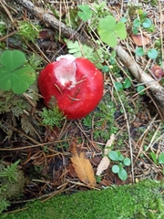 Russula sanguinea