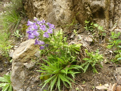 Campanula speciosa